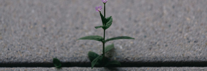 Animatie - veerkracht